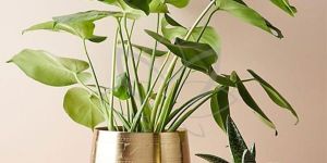 Etched Brass Planter