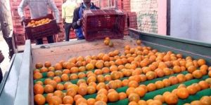 Kinnow Waxing Grading Packing Services