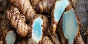 Black Turmeric Finger