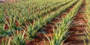 Aloe Barbadensis