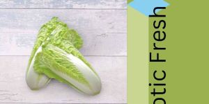 Chinese Cabbage