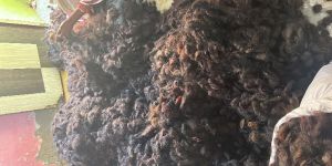 Ball Human Hair
