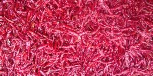 Red Chilli