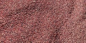 Ragi / finger millet