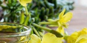 Evening Primrose Oil