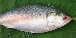 Frozen Ilish Fish