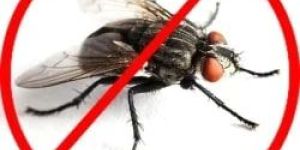 Flies Pest Control Service