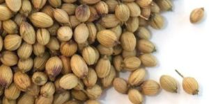 Coriander Seeds