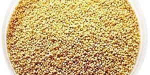 Foxtail Millet Seeds