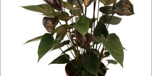 Black Anthurium Plant