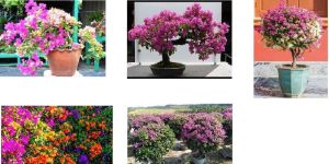 Bougainvillea Plant