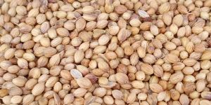 Coriander Seeds