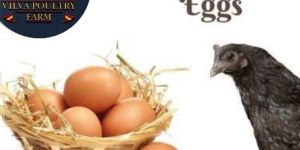 Kadaknath Chicken Egg