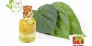 Betel Leaf Oil