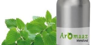 Catnip Essential Oil