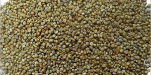 Millet (Bajra)