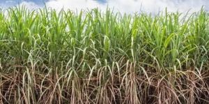 Sugar Cane Promoter