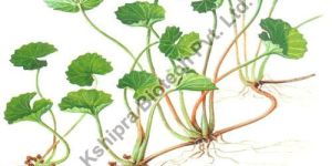 Centella Asiatica Extract