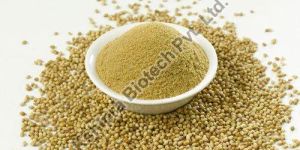 Coriander Extract