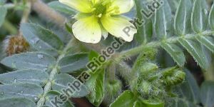Tribulus Terrestris Extract
