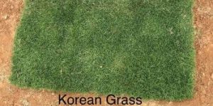 Korean Grass