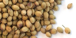 Coriander Seeds