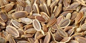 Dill Seeds