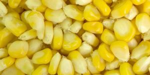 Yellow Corn Seeds