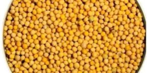 Yellow Mustard Seeds