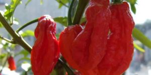 Fresh Bhut Jolokia Chilli