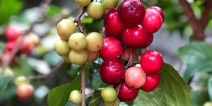 Indian Coffee Plum