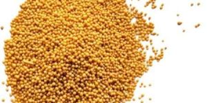 Yellow Mustard Seeds