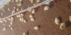 Poultry Manure