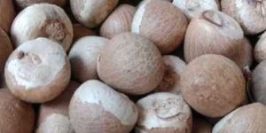 Areca Nut