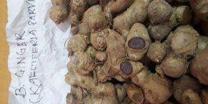 BLACK GINGER