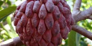 Annona Squamosa