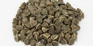 Moringa Oleifera Wingless Seeds
