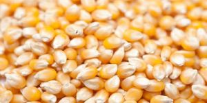 Yellow Corn