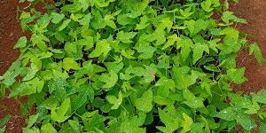 Thaiwan Red Lady Papaya