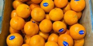 Navel Orange