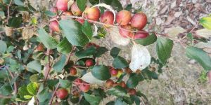 Miss India Apple Ber Plants