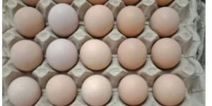 Kadaknath Chicken Egg