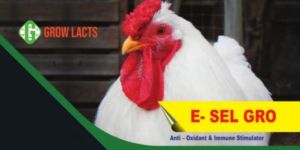 E-Sel Gro Antioxidant and Immune Stimulator