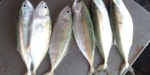 Mackerel Fish