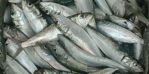 Sardine Fish