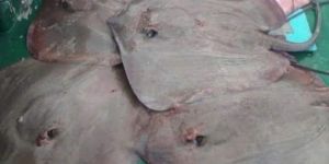 Stingray Fish