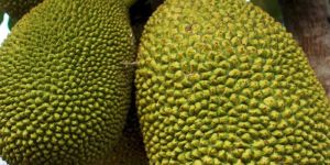 Frish Green Jackfruit