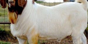 BOER GOAT AT AFFORDABLE PRICES