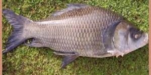 Catla Fish