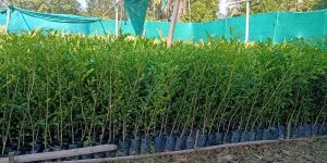 Kamini Kanchan Plant